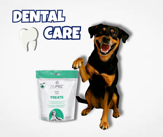 🦷 La importancia de la salud dental en perros