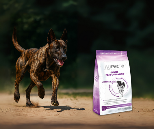 🐕 Alimentación para perros de alto rendimiento: energía y salud con Nupec High Performance